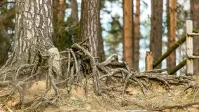 Przedwiośnie na mazurskich polach i łąkach, marzec 2021 - zdjęcie 23