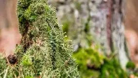 Przedwiośnie na mazurskich polach i łąkach, marzec 2021 - zdjęcie 9