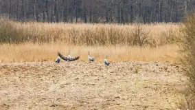 Przedwiośnie na mazurskich polach i łąkach, marzec 2021 - zdjęcie 6