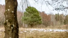 Przedwiośnie na mazurskich polach i łąkach, marzec 2021 - zdjęcie 8