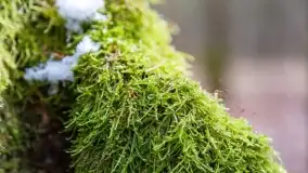 Przedwiośnie na mazurskich polach i łąkach, marzec 2021 - zdjęcie 31