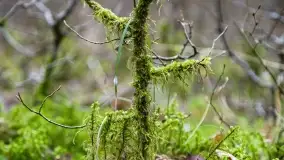 Przedwiośnie na mazurskich polach i łąkach, marzec 2021 - zdjęcie 19