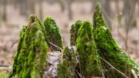 Przedwiośnie na mazurskich polach i łąkach, marzec 2021 - zdjęcie 63