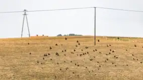 Przedwiośnie na mazurskich polach i łąkach, marzec 2021 - zdjęcie 65