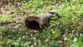 Początki wiosny 2022, leśne krajobrazy - zdjęcie 14