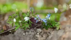 Początki wiosny 2022, leśne krajobrazy - zdjęcie 55