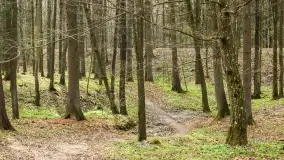 Początki wiosny 2022, leśne krajobrazy - zdjęcie 61