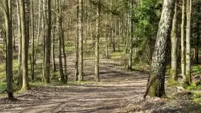 Początki wiosny 2022, leśne krajobrazy - zdjęcie 53