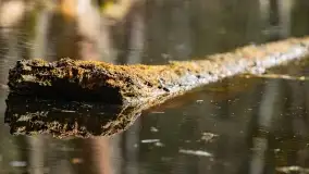 Początki wiosny 2022, leśne krajobrazy - zdjęcie 52