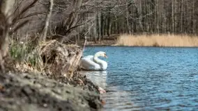 Początki wiosny 2022, leśne krajobrazy - zdjęcie 63