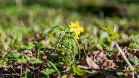 Wiosenny las przy Sztynorcie, kwiecień 2022 - zdjęcie 19