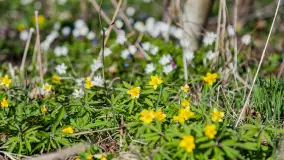 Wiosenny las przy Sztynorcie, kwiecień 2022 - zdjęcie 3