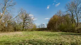 Wiosenny las przy Sztynorcie, kwiecień 2022 - zdjęcie 4