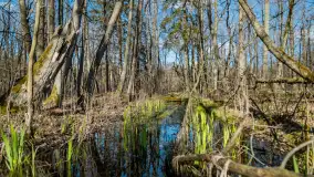 Wiosenny las przy Sztynorcie, kwiecień 2022 - zdjęcie 1