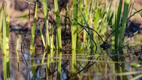 Wiosenny las przy Sztynorcie, kwiecień 2022 - zdjęcie 16