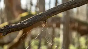 Wiosenny las przy Sztynorcie, kwiecień 2022 - zdjęcie 42