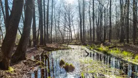 Wiosenny las przy Sztynorcie, kwiecień 2022 - zdjęcie 20
