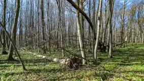 Wiosenny las przy Sztynorcie, kwiecień 2022 - zdjęcie 33