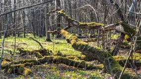 Wiosenny las przy Sztynorcie, kwiecień 2022 - zdjęcie 51