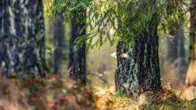 Styczniowy spacer po lesie w okolicach Rucianego-Nidy - zdjęcie 17