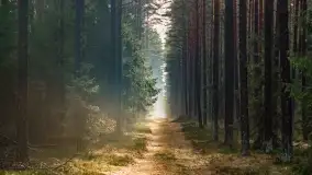 Styczniowy spacer po lesie w okolicach Rucianego-Nidy - zdjęcie 22