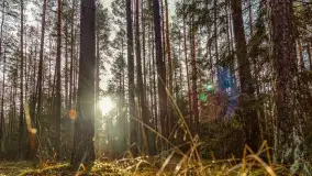 Styczniowy spacer po lesie w okolicach Rucianego-Nidy - zdjęcie 12