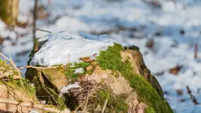 Trochę wiosny, trochę zimy... - zdjęcie 27