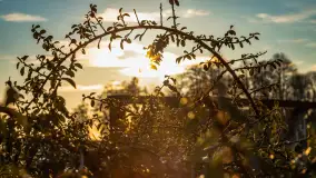 Zachód słońca w Rynie, jezioro Ryńskie, styczeń 2023 - zdjęcie 52