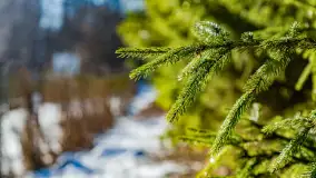 Rzeka Dajna i okolice, luty 2023 - zdjęcie 16