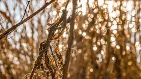 Zatoka Mrówcza, jezioro Ryńskie, luty 2023 - zdjęcie 36