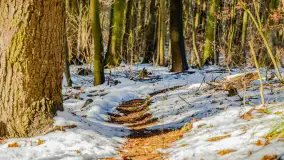 Spacer po lesie kętrzyńskim, górka poznańska i rzeka Guber - zdjęcie 28