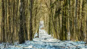 Spacer po lesie kętrzyńskim, górka poznańska i rzeka Guber - zdjęcie 6