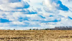 Wiosenne zbiorowiska ptaków, luty 2023 r. - zdjęcie 18