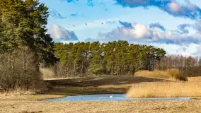 Wiosenne zbiorowiska ptaków, luty 2023 r. - zdjęcie 2