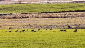 Wiosenne zbiorowiska ptaków, luty 2023 r. - zdjęcie 4