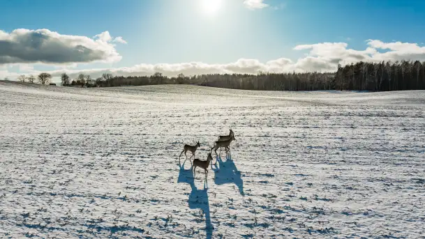 Niedzielne popołudnie widziane z drona, Ryn i okolice - zdjęcie 8