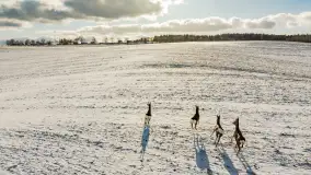 Niedzielne popołudnie widziane z drona, Ryn i okolice - zdjęcie 13
