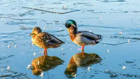 Jak wyglądają Mikołajki pod koniec zimy? Ano tak. - zdjęcie 45