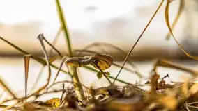 Zachód słońca nad Niegocinem widoczny z dzikiej plaży - zdjęcie 40