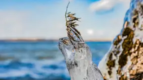 Południowy brzeg jeziora Negocin, lodowe formy, marzec 2023 - zdjęcie 29