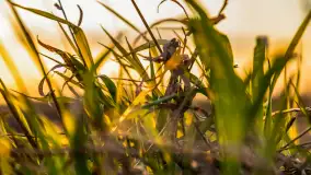 Zachód słońca nad rzeką Guber, kwiecień 2023 r. - zdjęcie 12