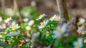 Wiosna i rozlewiska przy jeziorze Siercze niedaleko Gierłoży - zdjęcie 20