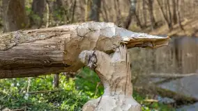 Kanał Mazurski, wiele ukrytych perełek - zdjęcie 48