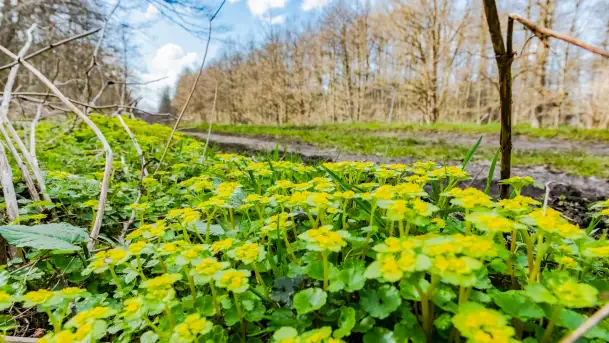 Wiosna już jest, taka prawdziwa, zielona i ciepła
