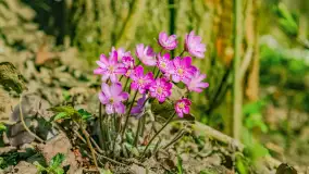 Wiosna już jest, taka prawdziwa, zielona i ciepła - zdjęcie 38