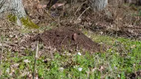 Foto spacer po lesie miejskim w Giżycku, kwiecień 2023 r. - zdjęcie 3