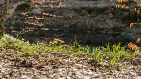 Foto spacer po lesie miejskim w Giżycku, kwiecień 2023 r. - zdjęcie 16