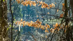 Foto spacer po lesie miejskim w Giżycku, kwiecień 2023 r. - zdjęcie 4