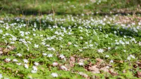 Foto spacer po lesie miejskim w Giżycku, kwiecień 2023 r. - zdjęcie 15