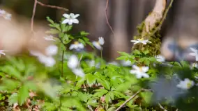 Foto spacer po lesie miejskim w Giżycku, kwiecień 2023 r. - zdjęcie 25